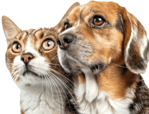 ცხოველები